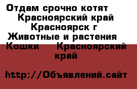 Отдам срочно котят!!!! - Красноярский край, Красноярск г. Животные и растения » Кошки   . Красноярский край